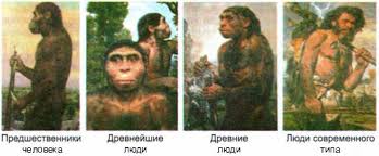 Картинки по запросу Эволюция морфология человека