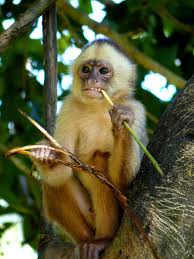 Картинки по запросу Приматы обезьян
