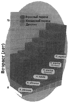 Рис. VI. 7. Соотношения отдельных фаз онтогенеза у различных представителей ископаемых гоминид 